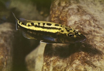 Tyrannochromis macrostoma 'Likoma Island'